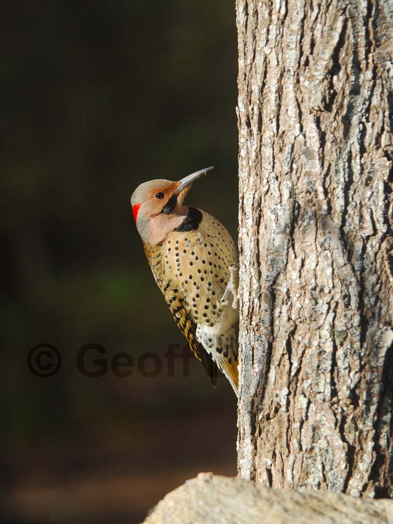NOFL-BE_Northern-Flicker