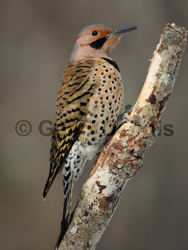 NOFL-BF_Northern-Flicker