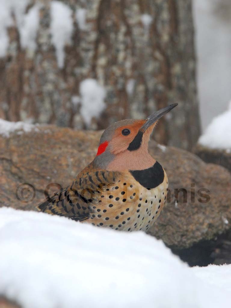 NOFL-BG_Northern-Flicker