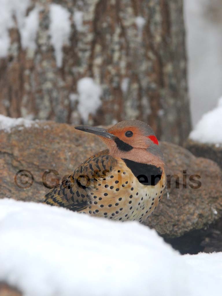 NOFL-BH_Northern-Flicker