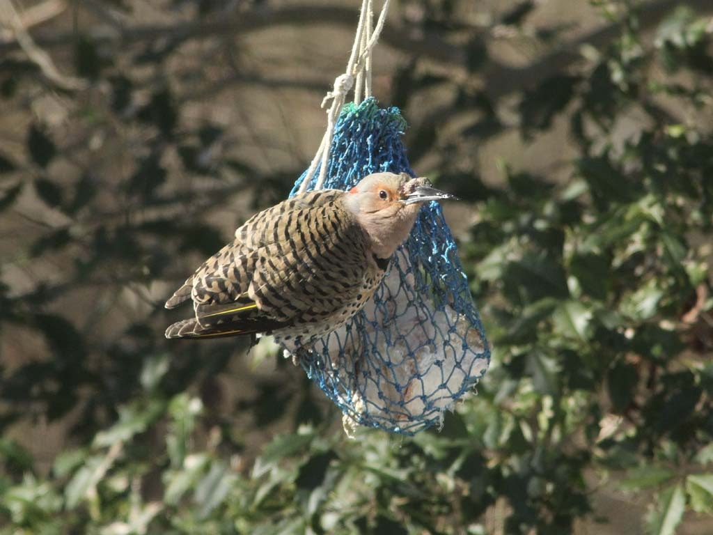 NOFL-BI_Northern-Flicker