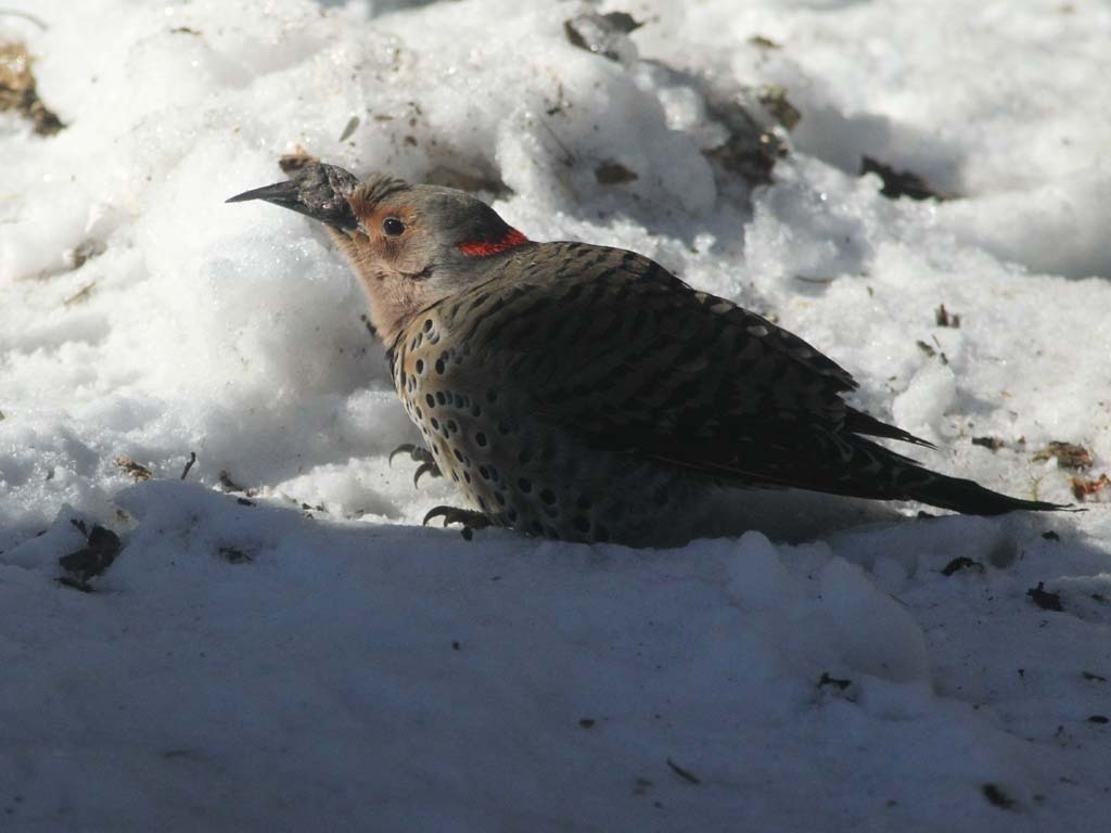 NOFL-BJ_Northern-Flicker