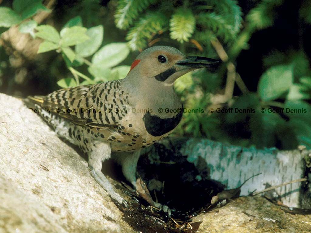 NOFL-BK_Northern-Flicker