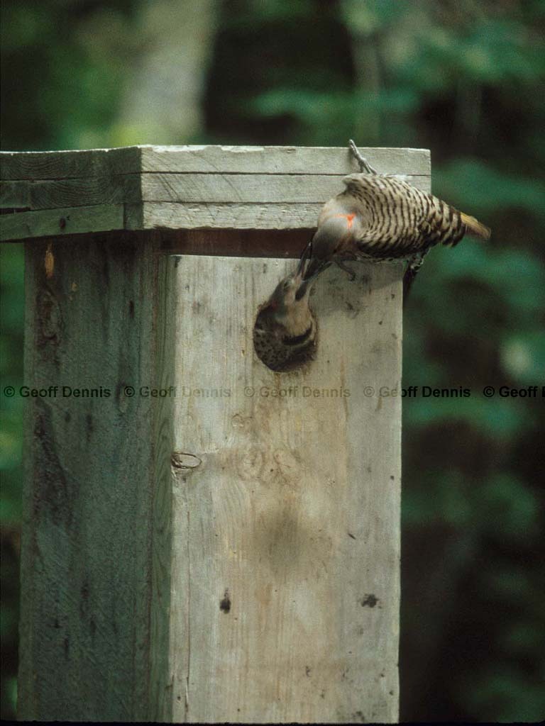 NOFL-BL_Northern-Flicker