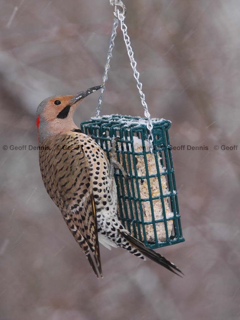 NOFL-BM_Northern-Flicker