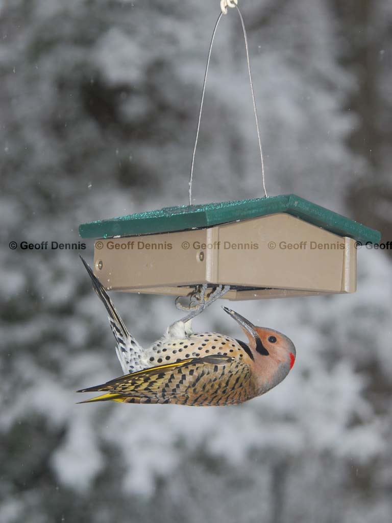 NOFL-BN_Northern-Flicker
