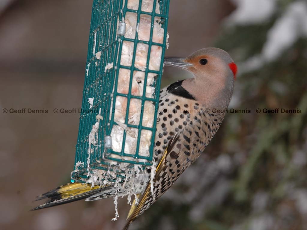 NOFL-BO_Northern-Flicker