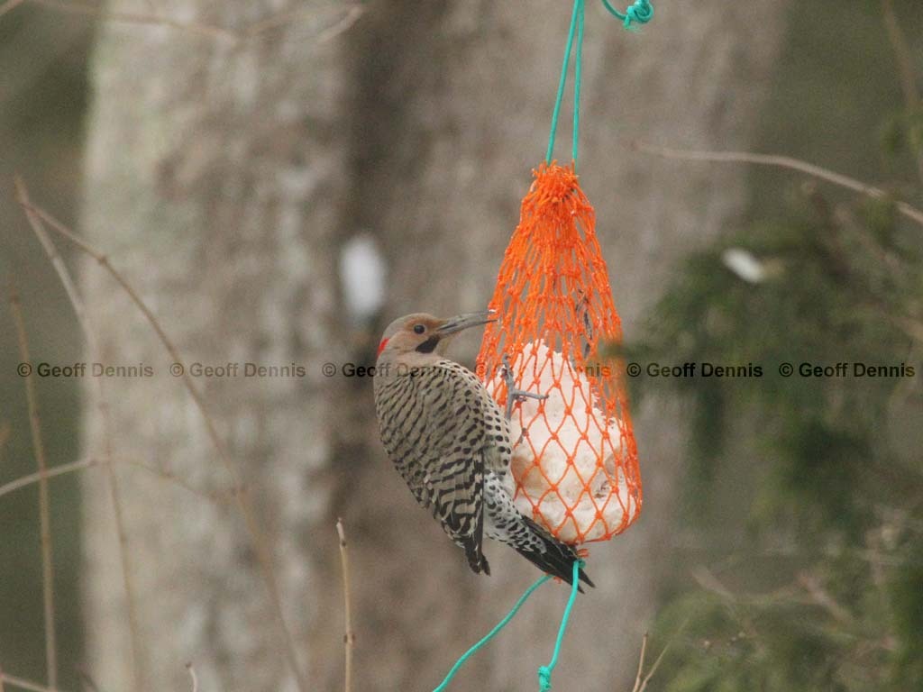 NOFL-BP_Northern-Flicker