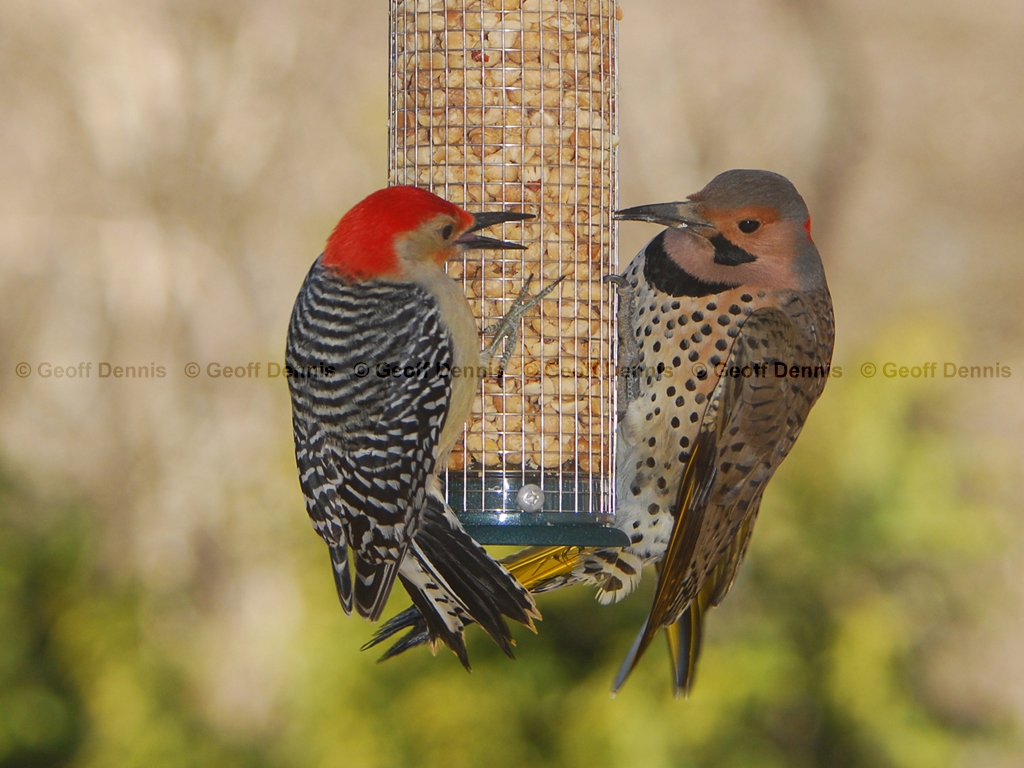 NOFL-BQ_Northern-Flicker