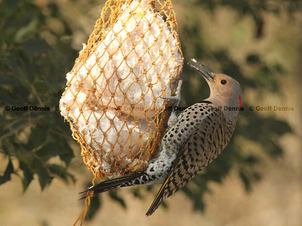 NOFL-BR_Northern-Flicker