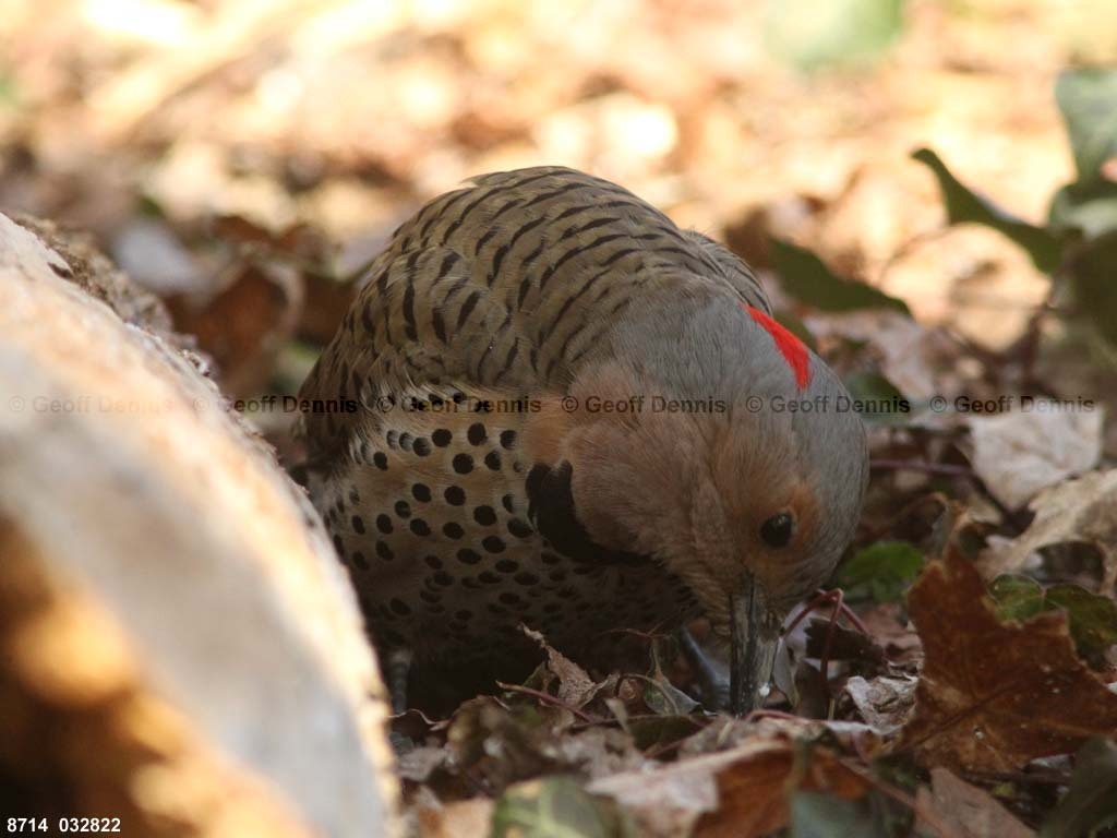 NOFL-BS_Northern-Flicker