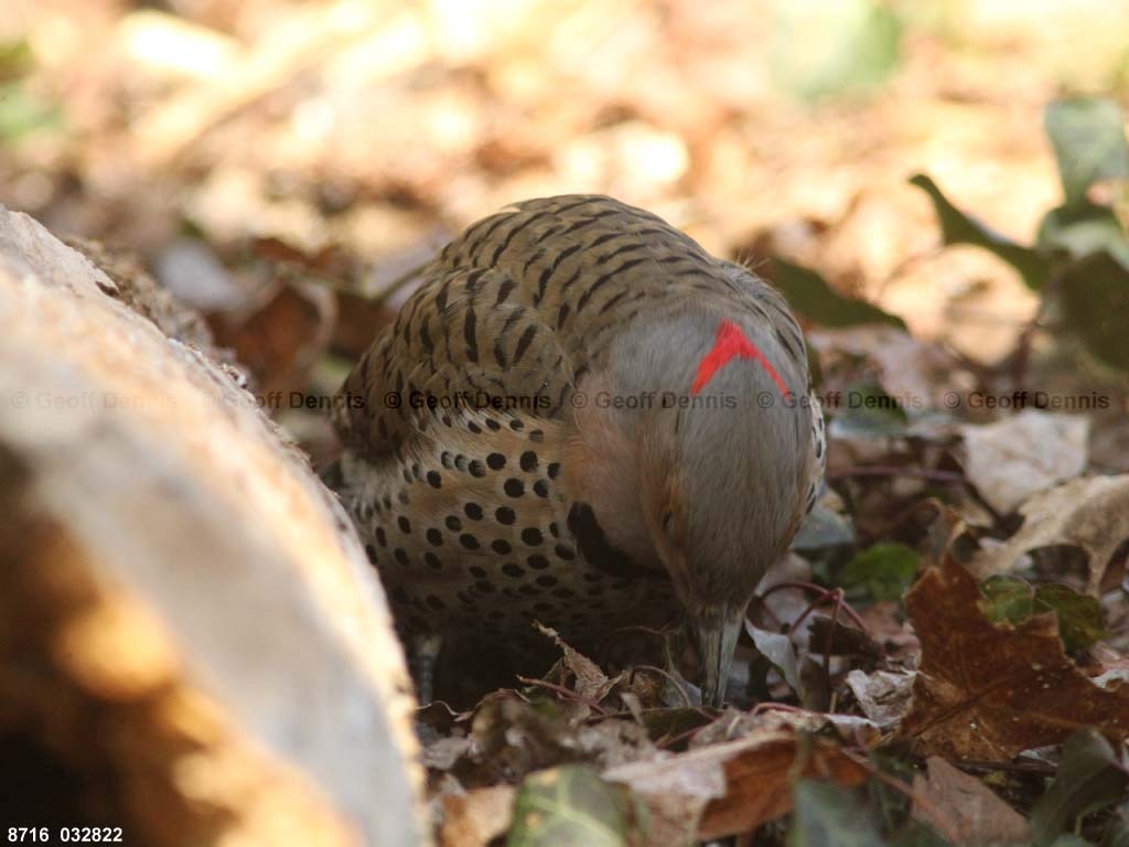 NOFL-BT_Northern-Flicker