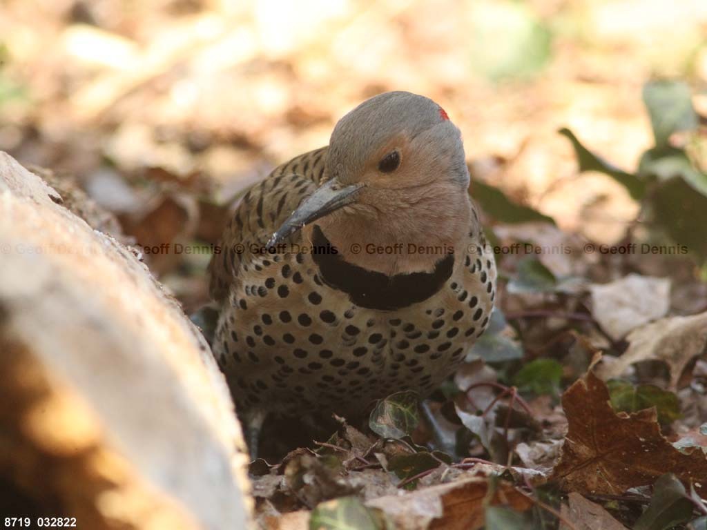 NOFL-BU_Northern-Flicker