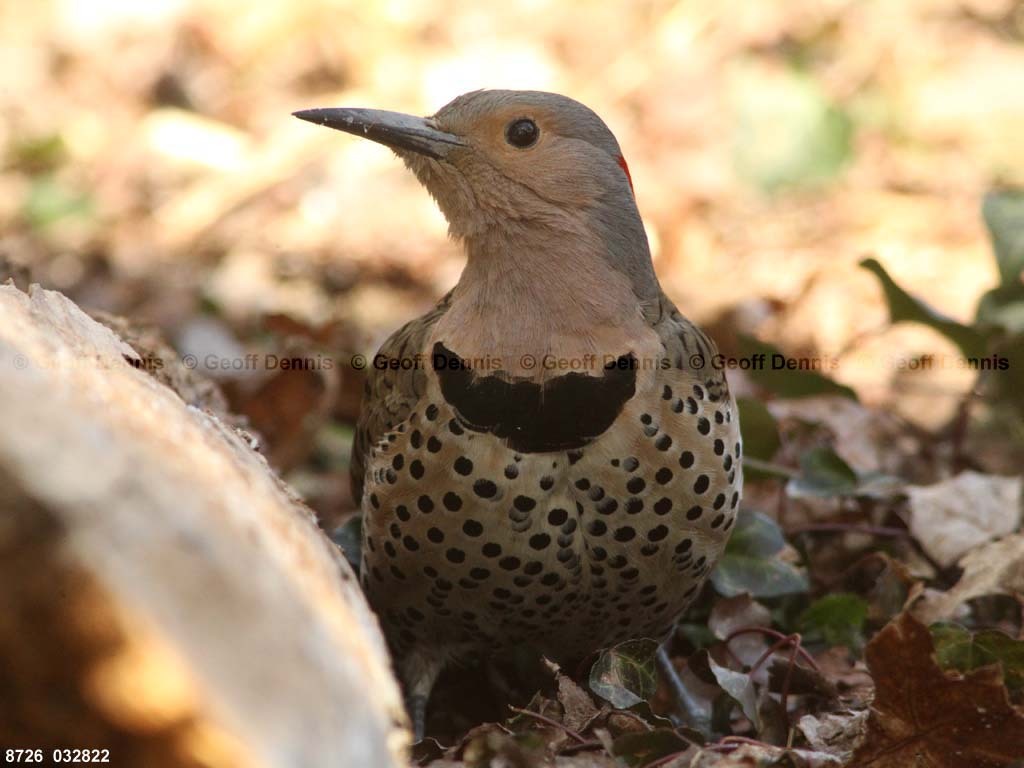 NOFL-BV_Northern-Flicker