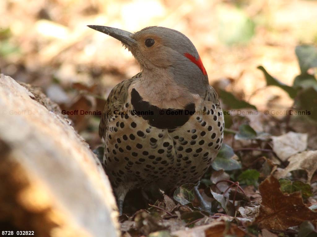 NOFL-BW_Northern-Flicker
