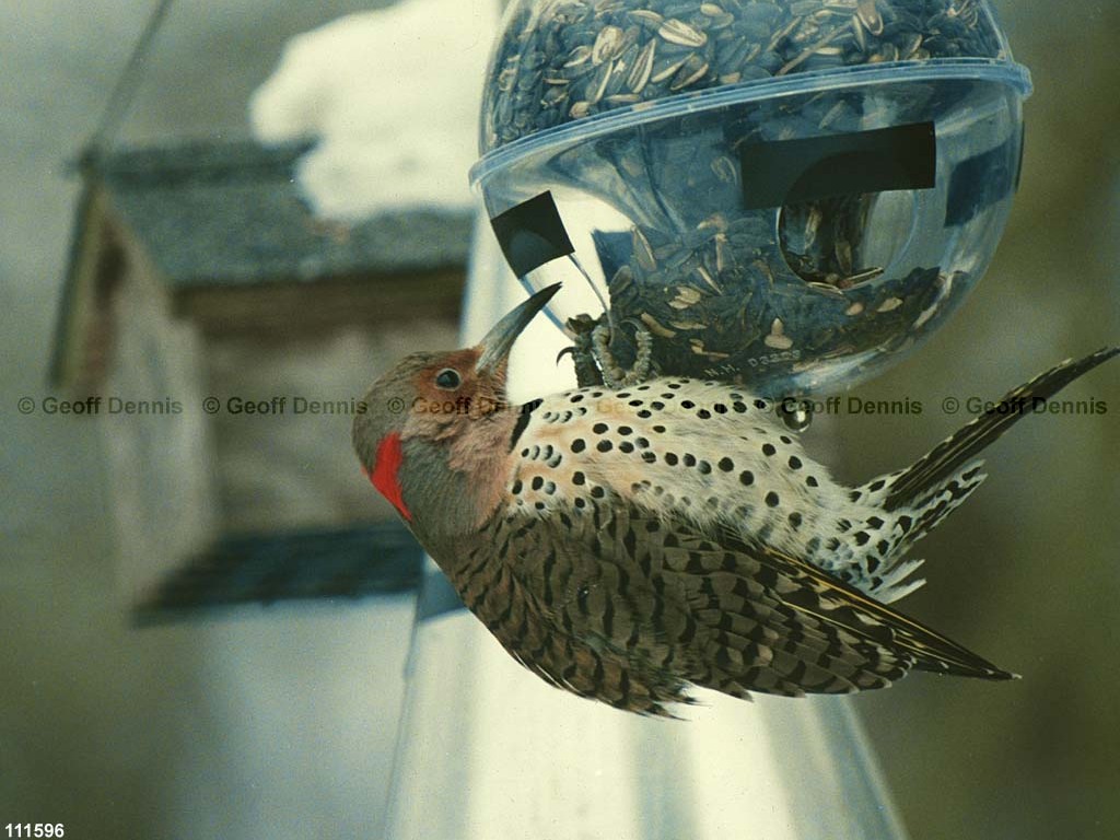 NOFL-BX_Northern-Flicker