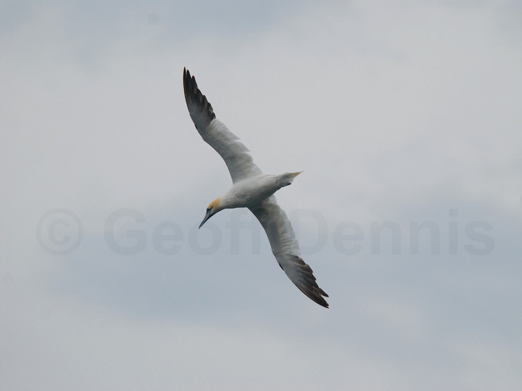 NOGA-AA_Northern-Gannet
