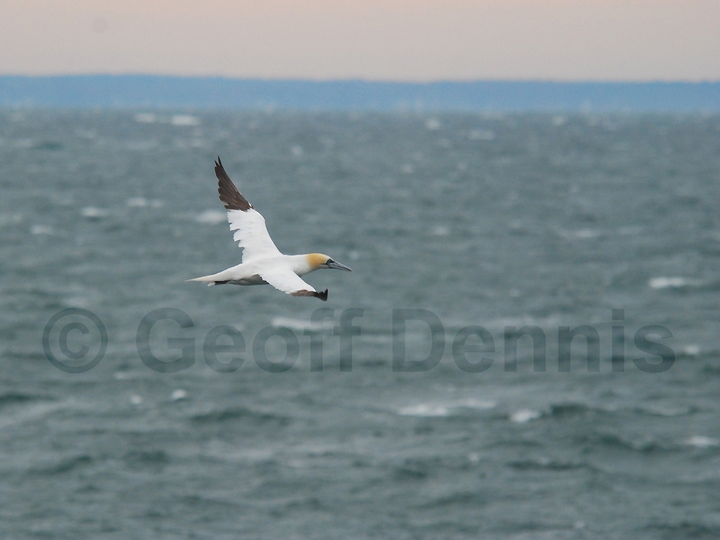 NOGA-AB_Northern-Gannet