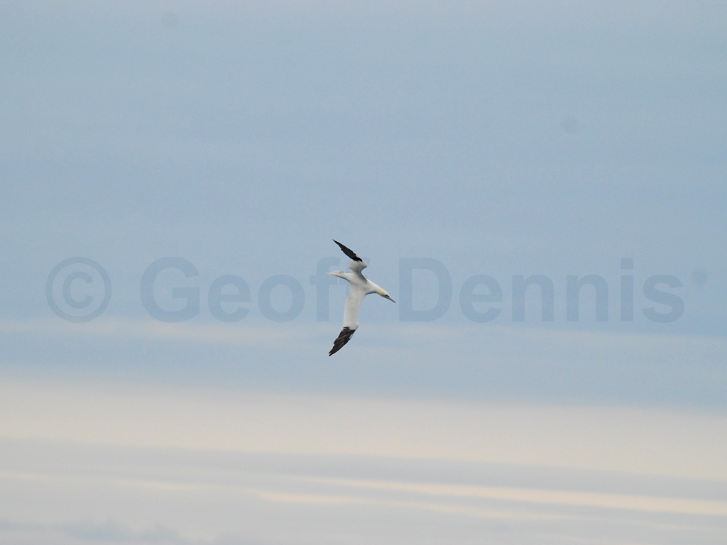NOGA-AC_Northern-Gannet