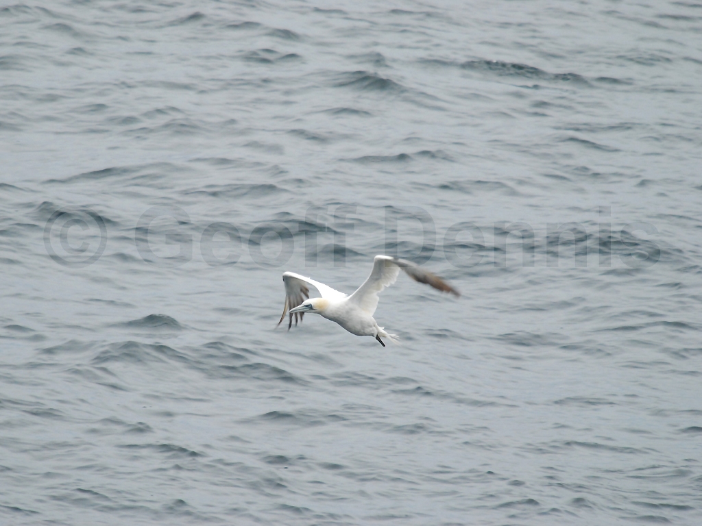NOGA-AD_Northern-Gannet