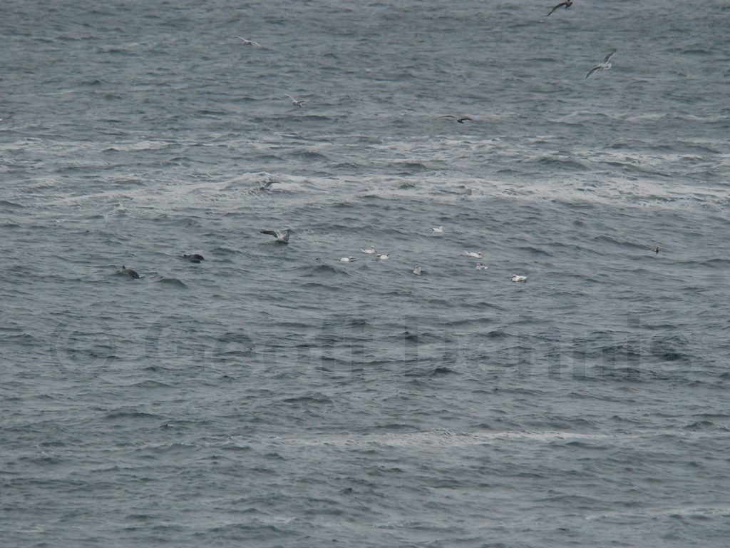 NOGA-AE_Northern-Gannet