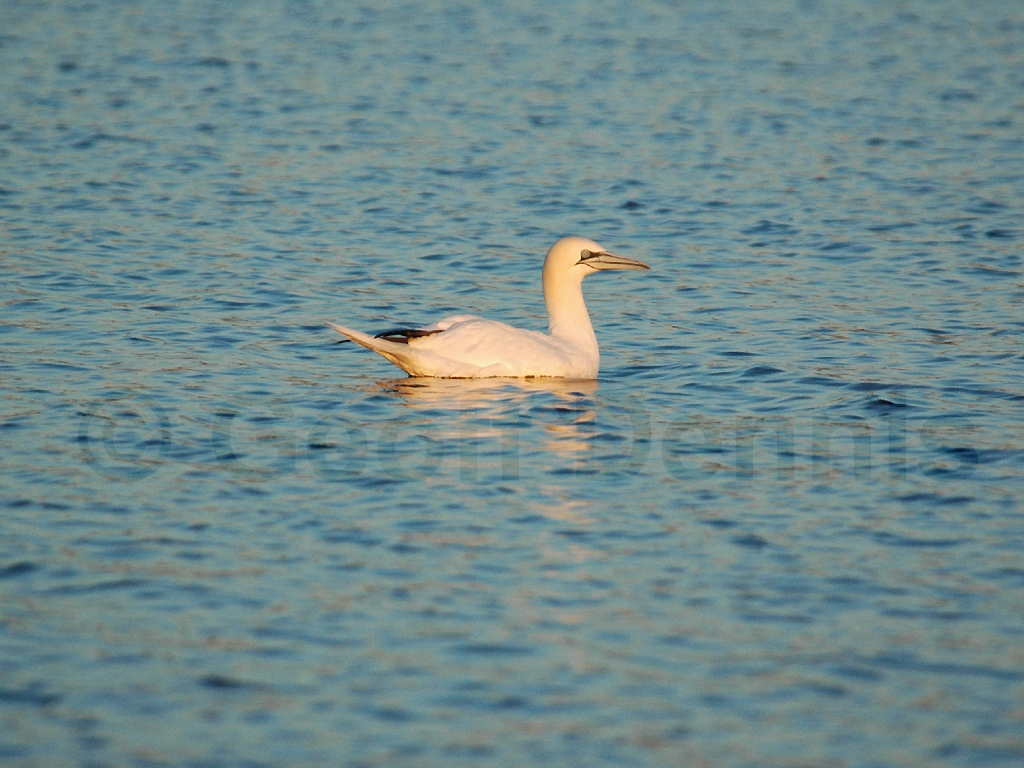 NOGA-AG_Northern-Gannet