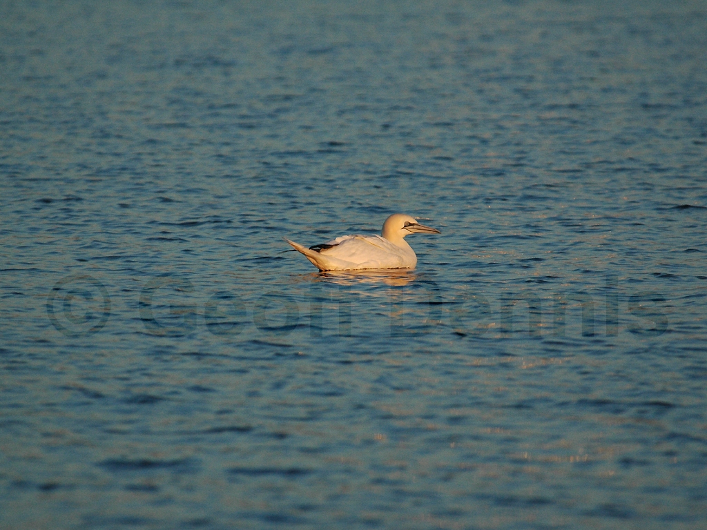 NOGA-AH_Northern-Gannet