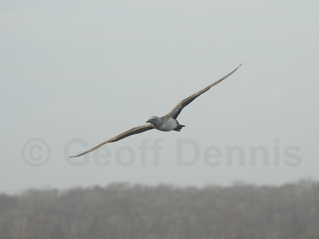 NOGA-AI_Northern-Gannet