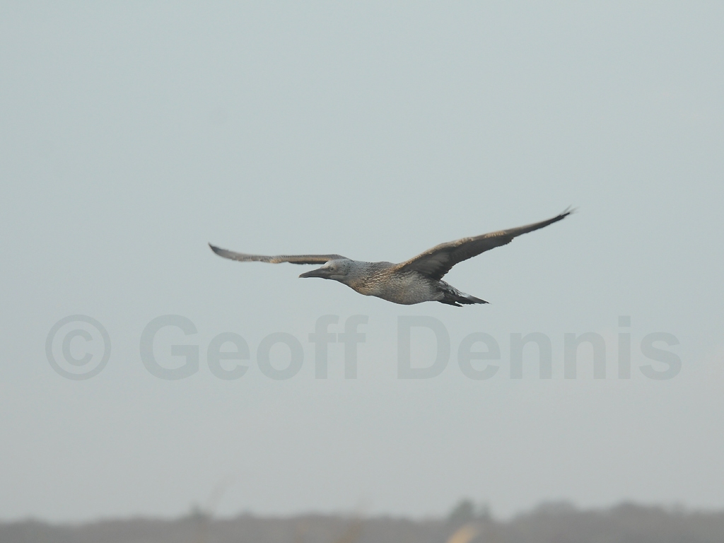 NOGA-AJ_Northern-Gannet