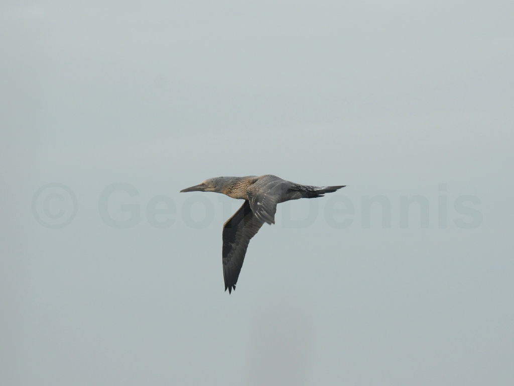 NOGA-AK_Northern-Gannet