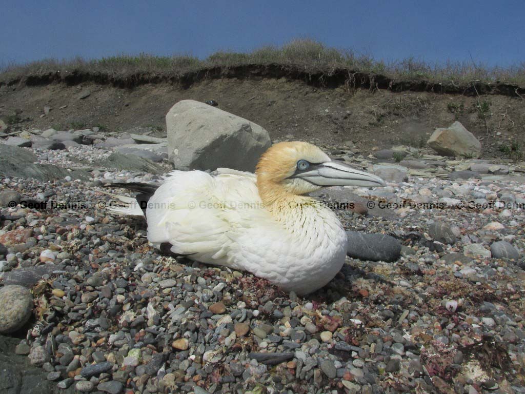 NOGA-AL_Northern-Gannet