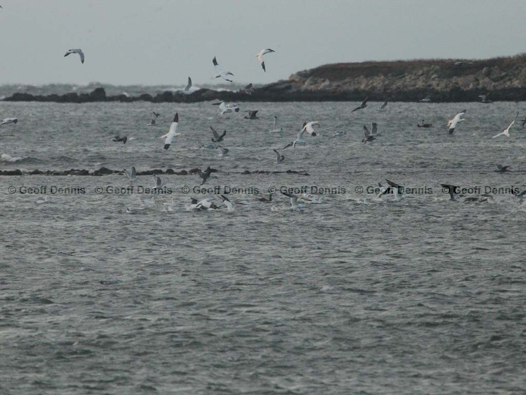 NOGA-AM_Northern-Gannet