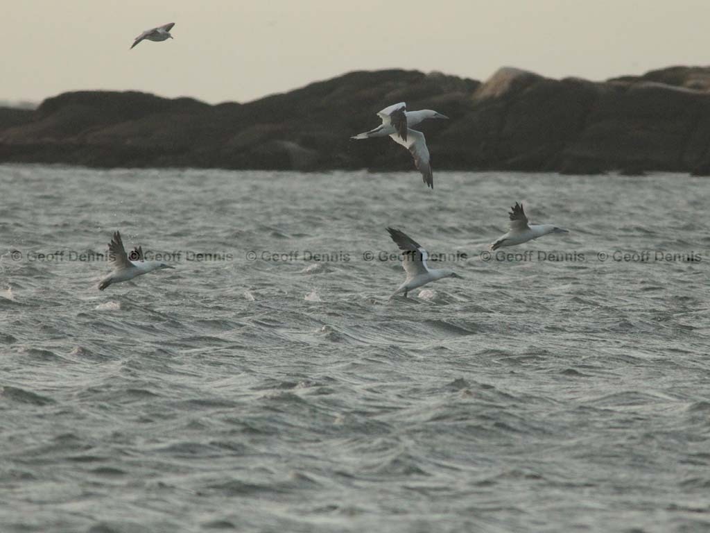 NOGA-AN_Northern-Gannet