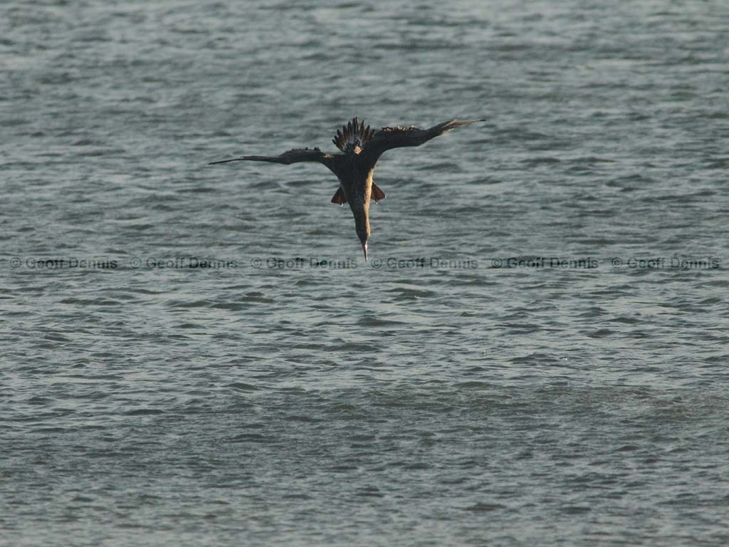 NOGA-AO_Northern-Gannet