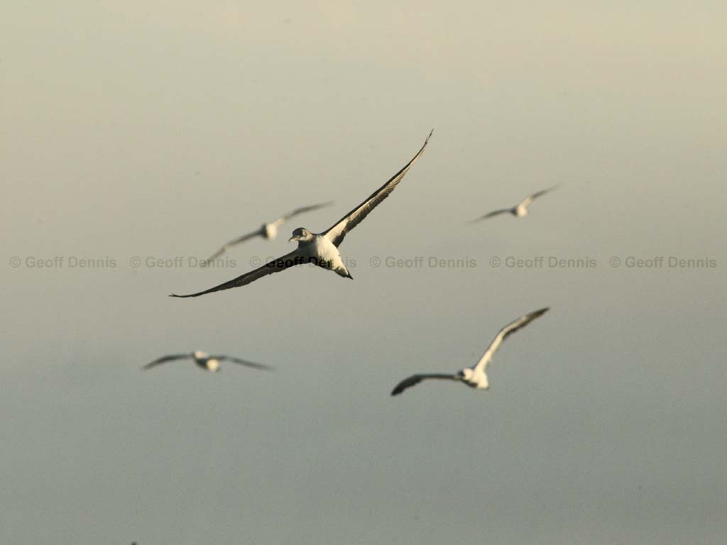 NOGA-AQ_Northern-Gannet