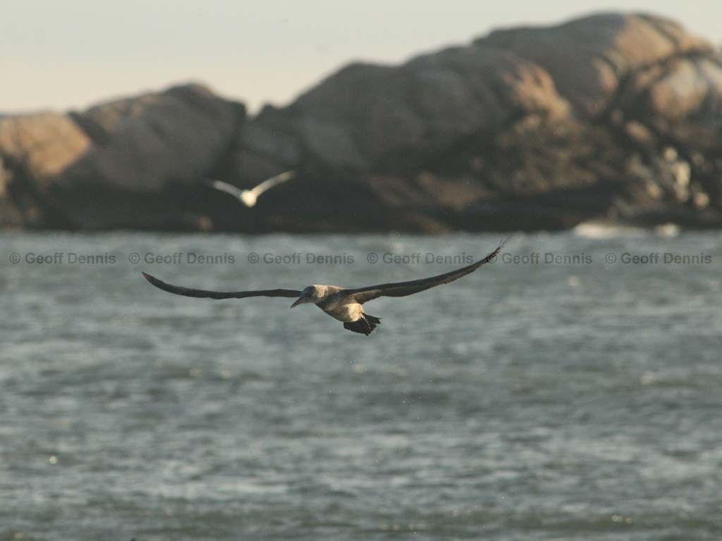 NOGA-AR_Northern-Gannet