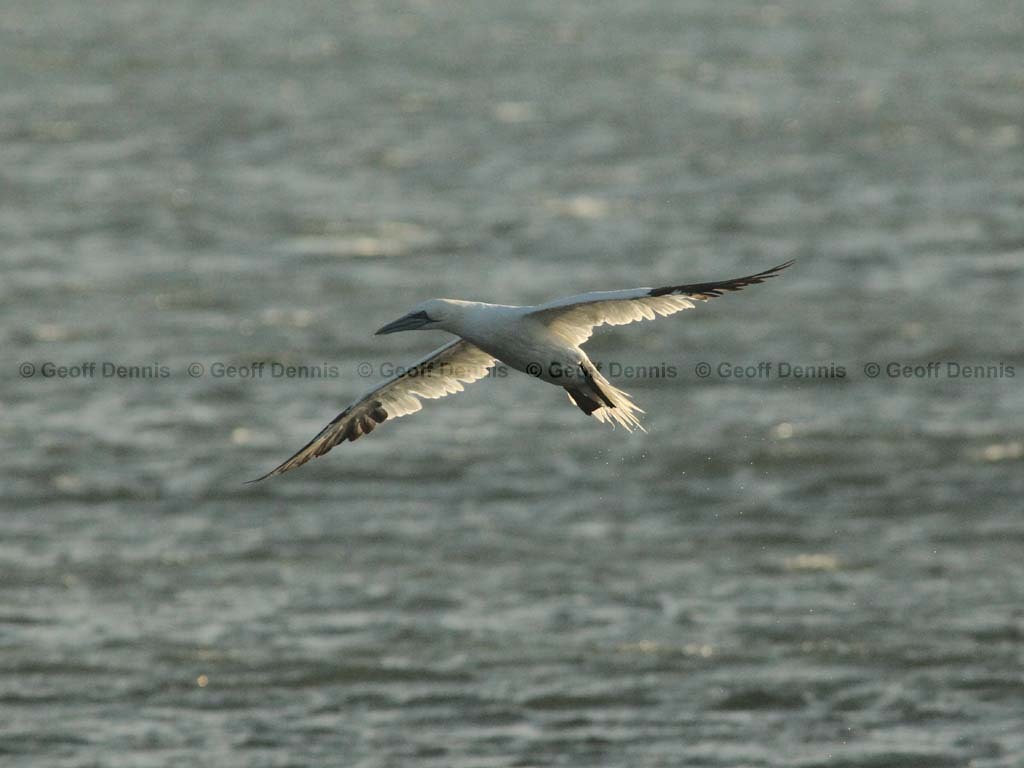 NOGA-AS_Northern-Gannet