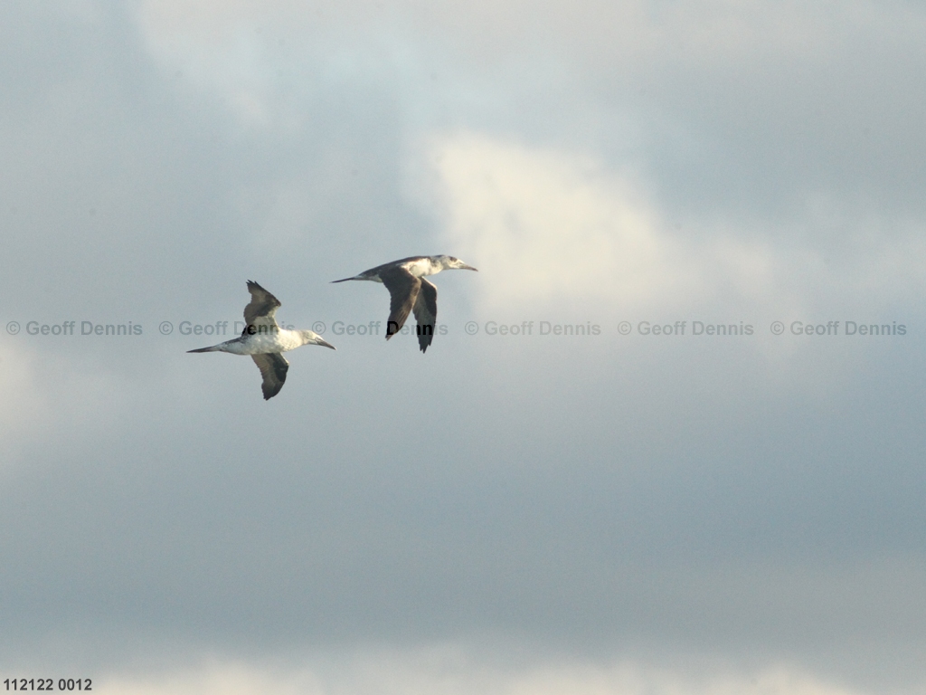 NOGA-AT_Northern-Gannet