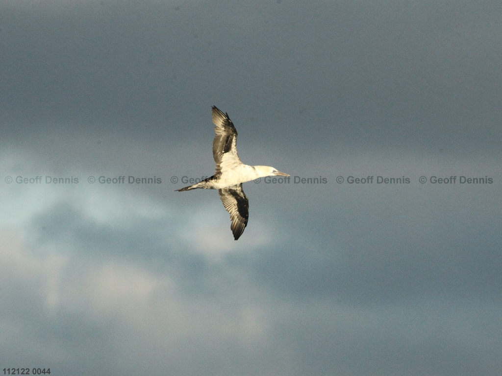 NOGA-AU_Northern-Gannet