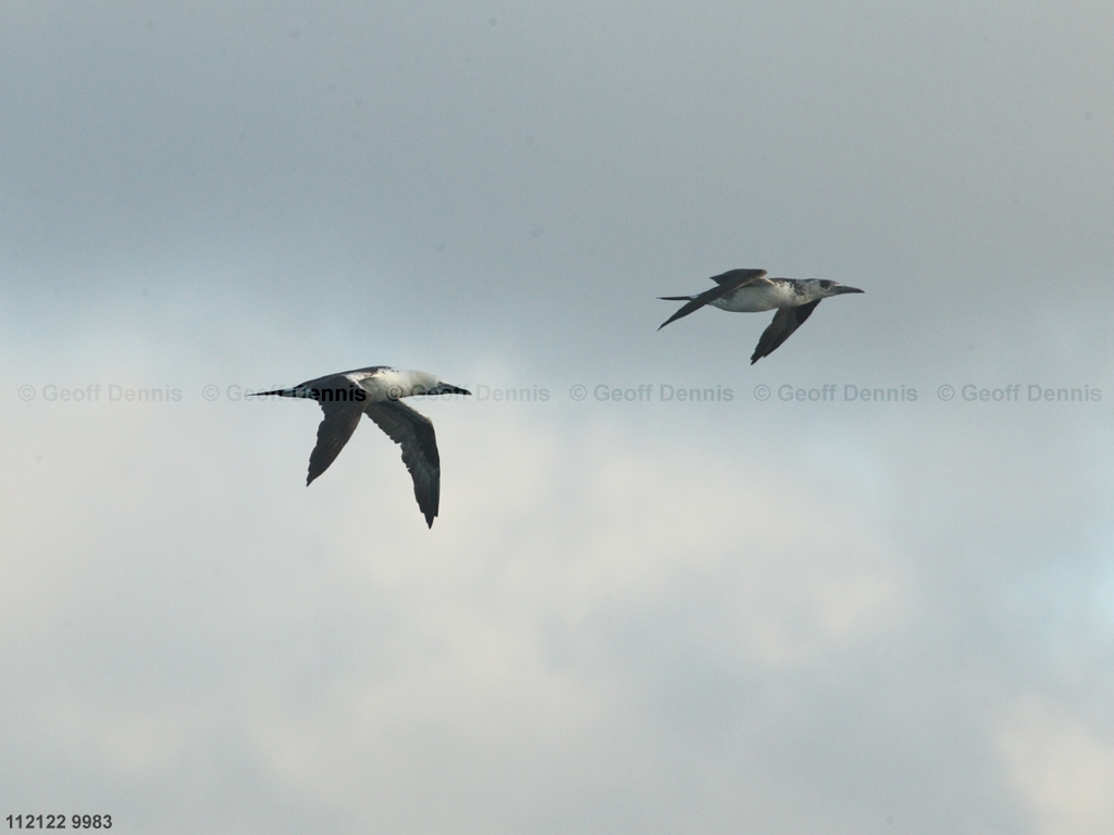 NOGA-AV_Northern-Gannet