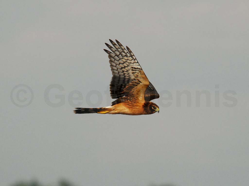 NOHA-AA_Northern-Harrier