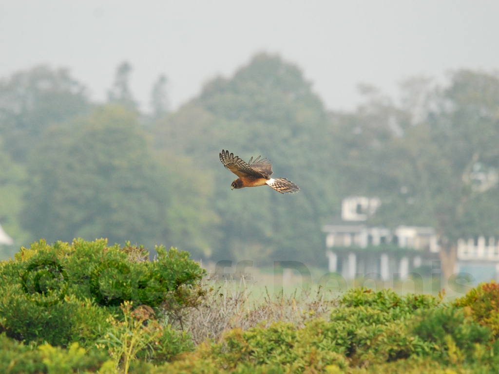 NOHA-AB_Northern-Harrier