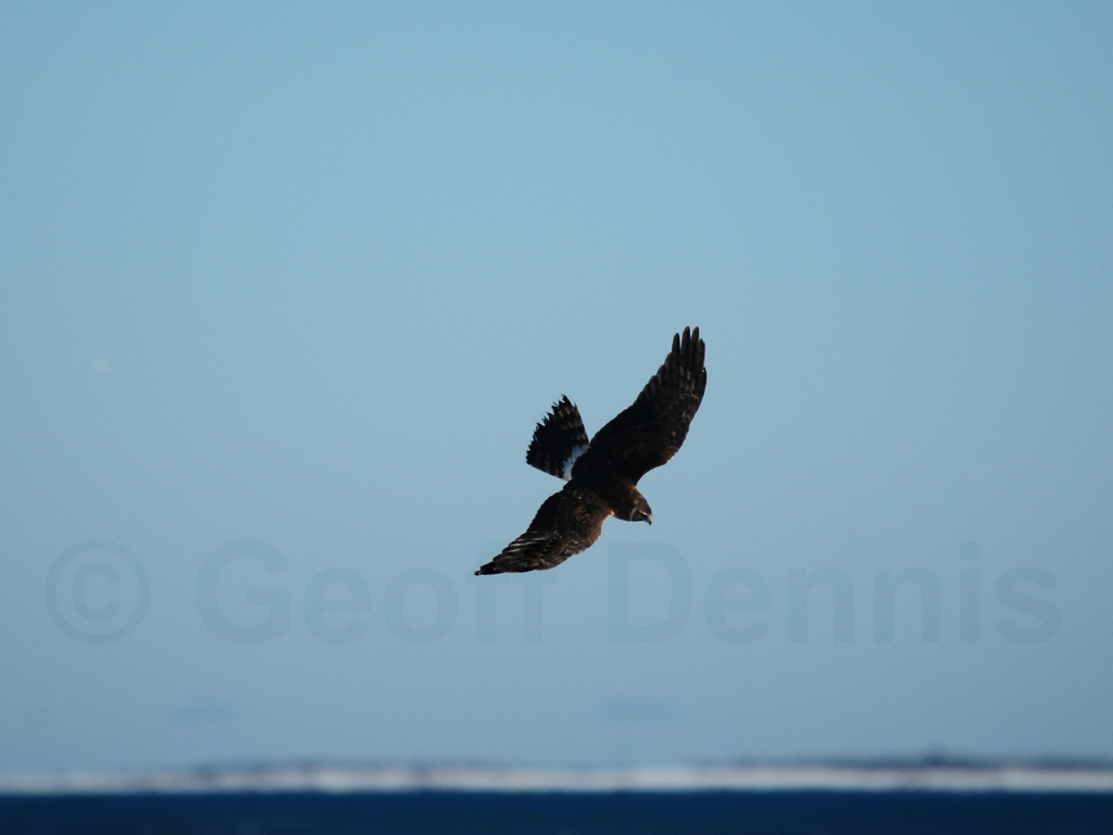 NOHA-AC_Northern-Harrier
