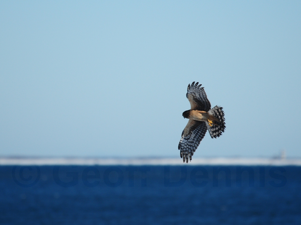 NOHA-AD_Northern-Harrier
