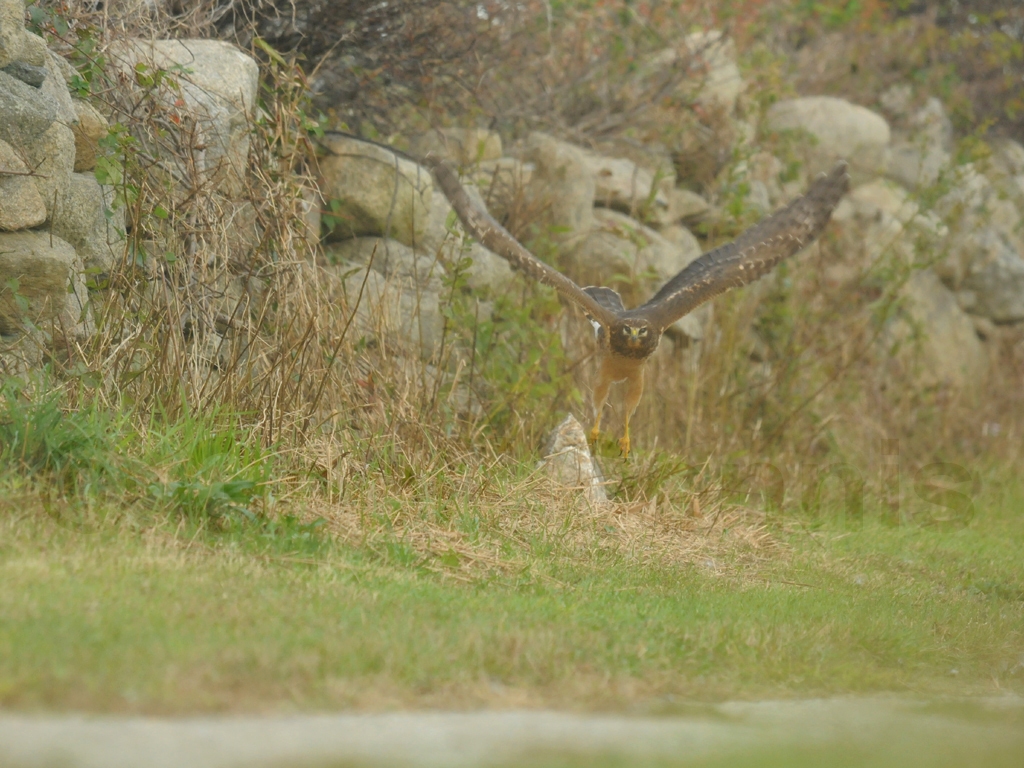 NOHA-AE_Northern-Harrier