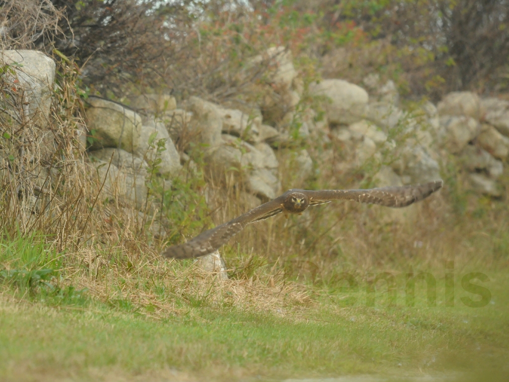 NOHA-AF_Northern-Harrier