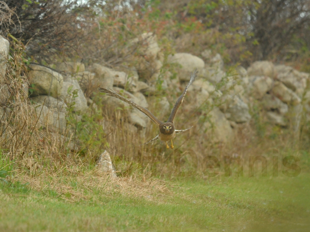 NOHA-AG_Northern-Harrier