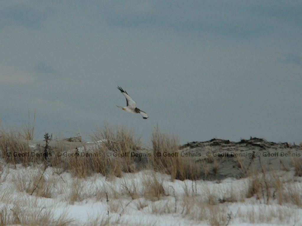 NOHA-AH_Northern-Harrier