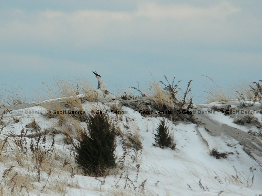 NOHA-AI_Northern-Harrier