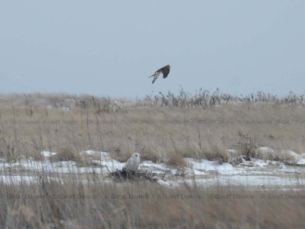 NOHA-AJ_Northern-Harrier